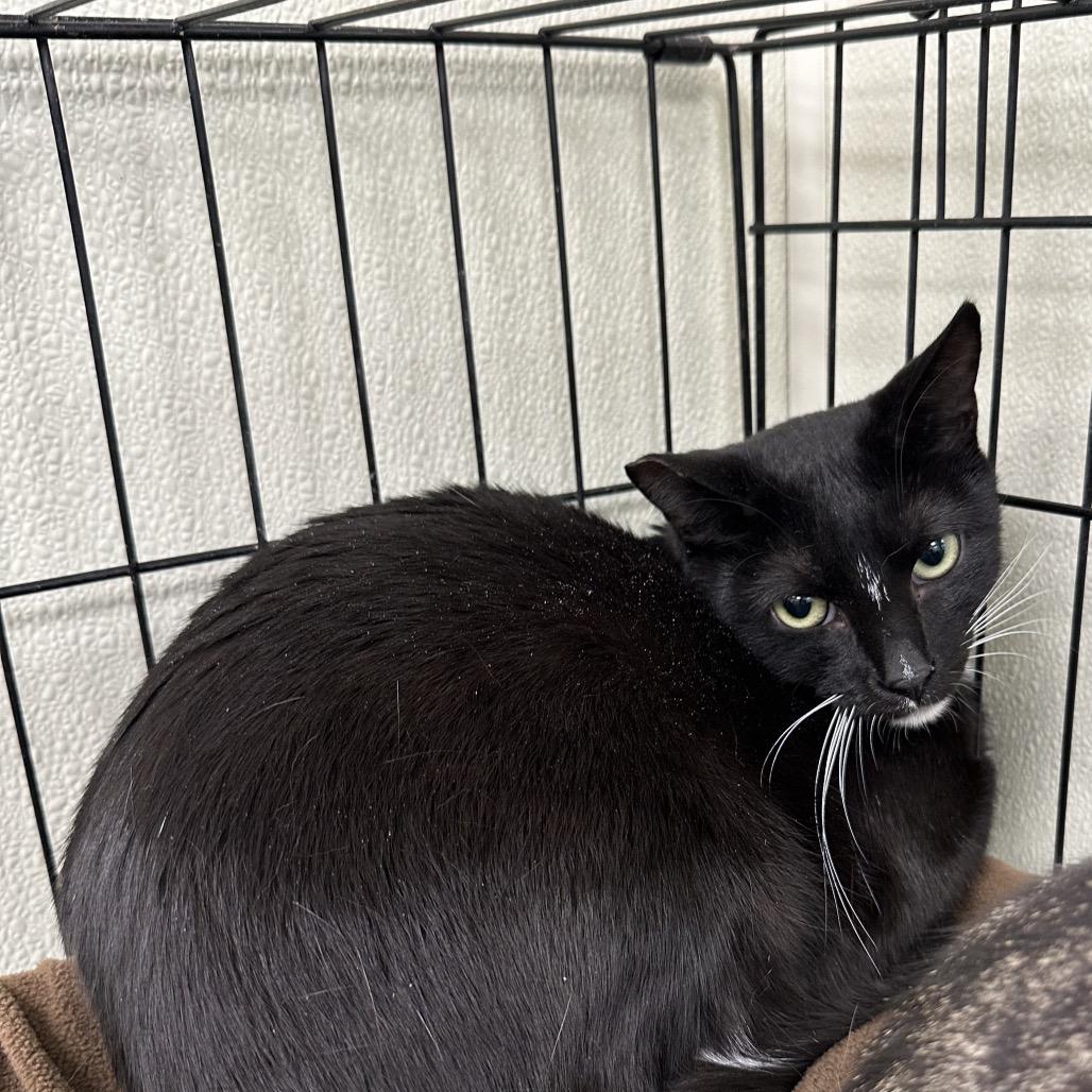 Coco Loca, Adoptable, Adult Female Domestic Short Hair.