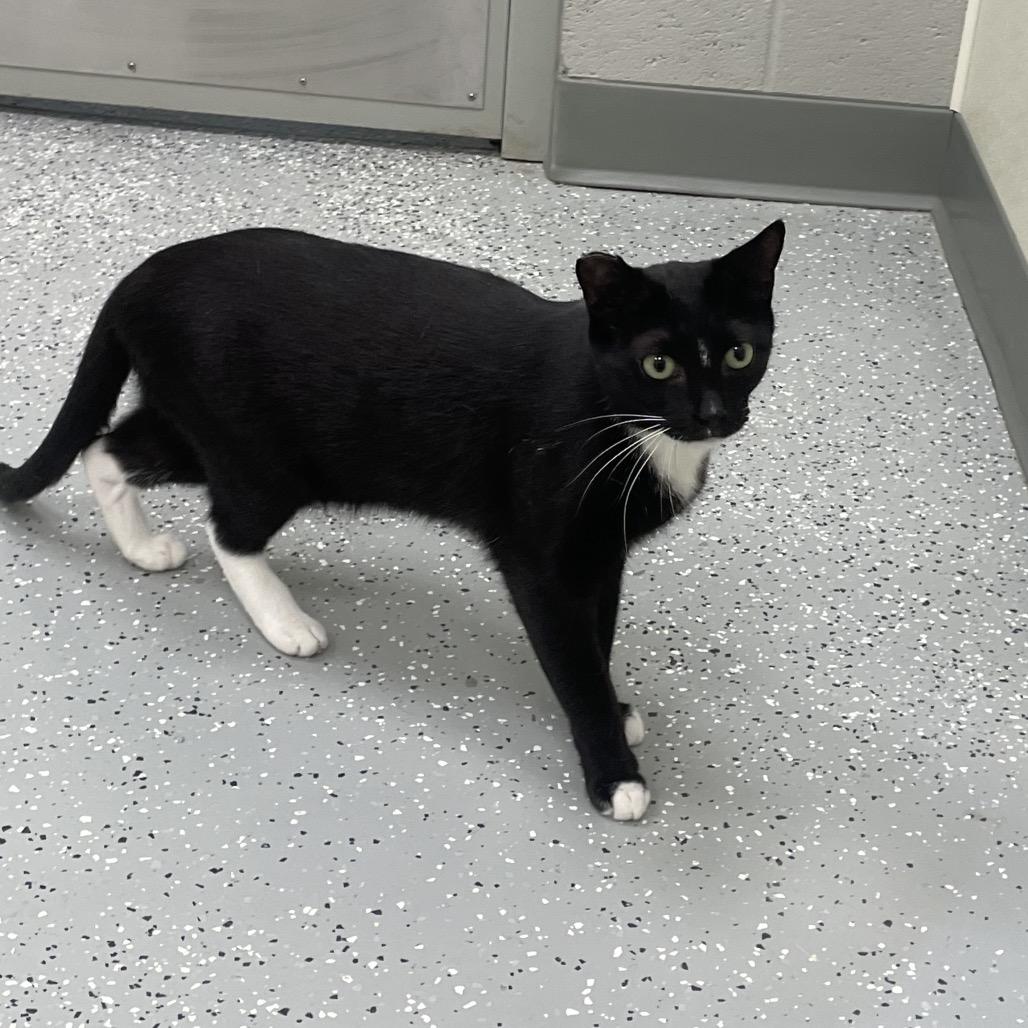 Coco Loca, a Adoptable mixed breed in Galax, VA image 2/2