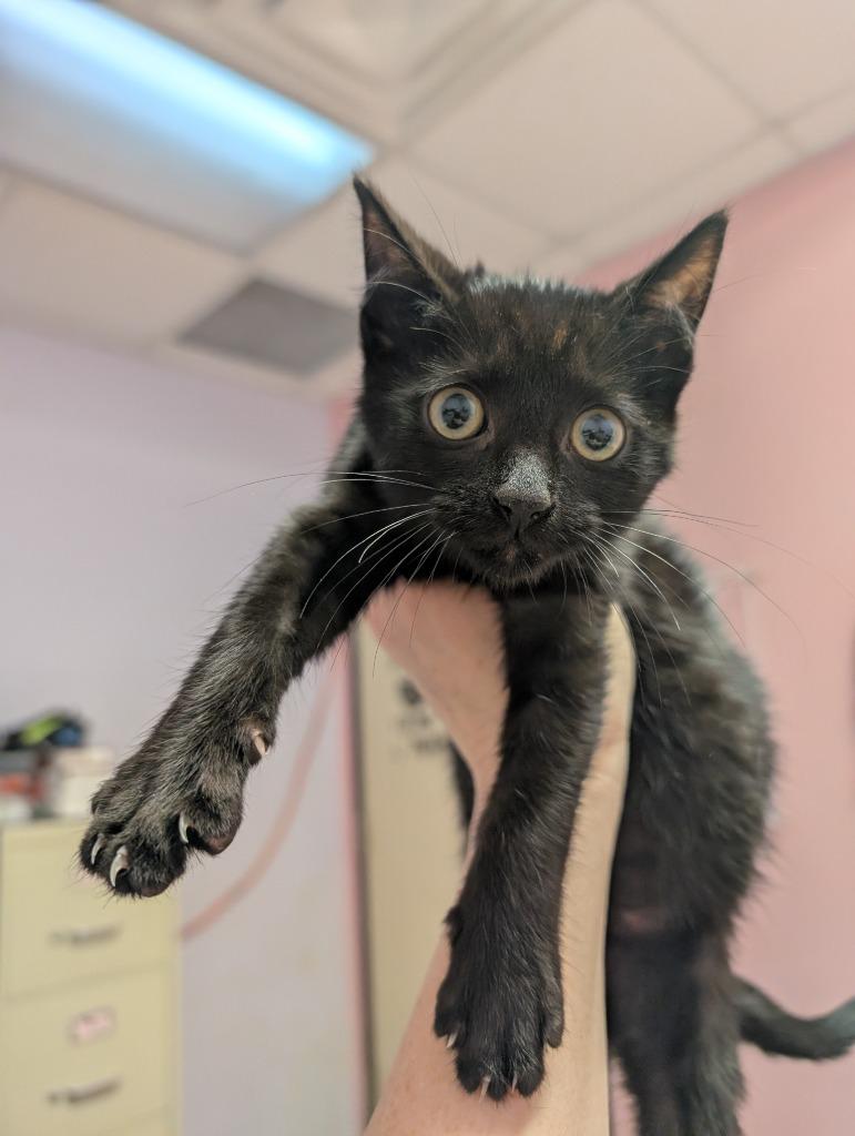 Kringle, Adoptable, Kitten Male Domestic Short Hair.