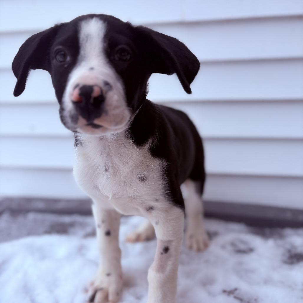 Lucky Charms, an adopted mixed breed in Fenton, MI image 2/2