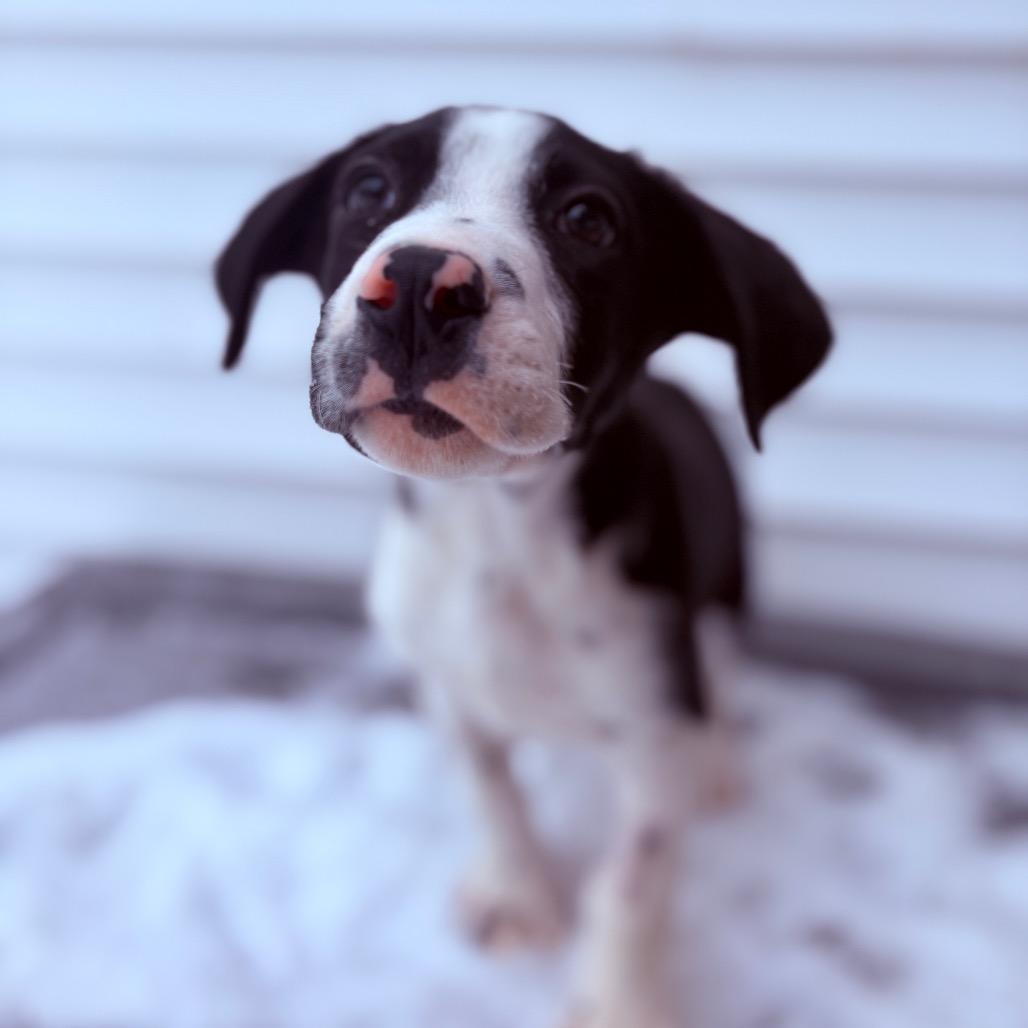 Lucky Charms, an adopted mixed breed in Fenton, MI image 1/2