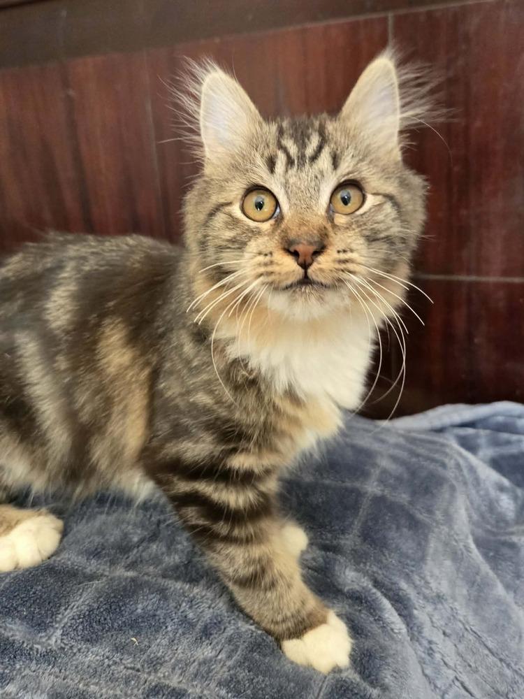 Trudy, Adoptable, Kitten Female Domestic Short Hair.