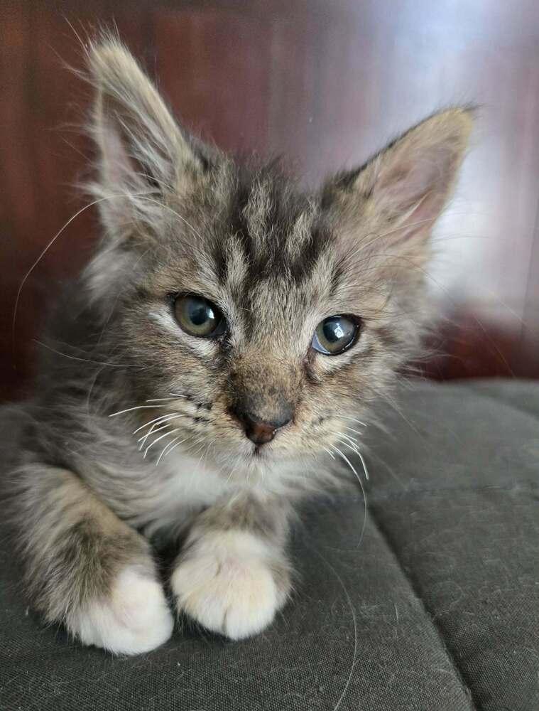 Enlarge Trudy, a Adoptable Domestic Short Hair in Salinas, CA image 3/6