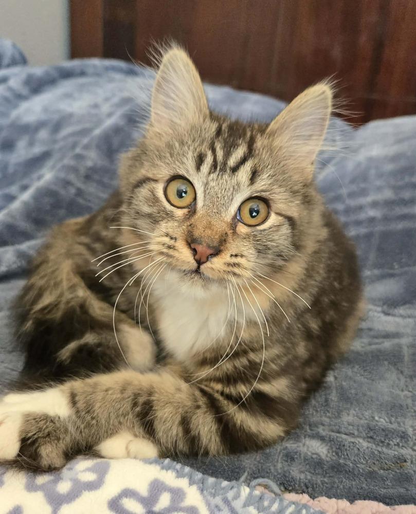 Enlarge Trudy, a Adoptable Domestic Short Hair in Salinas, CA image 5/6