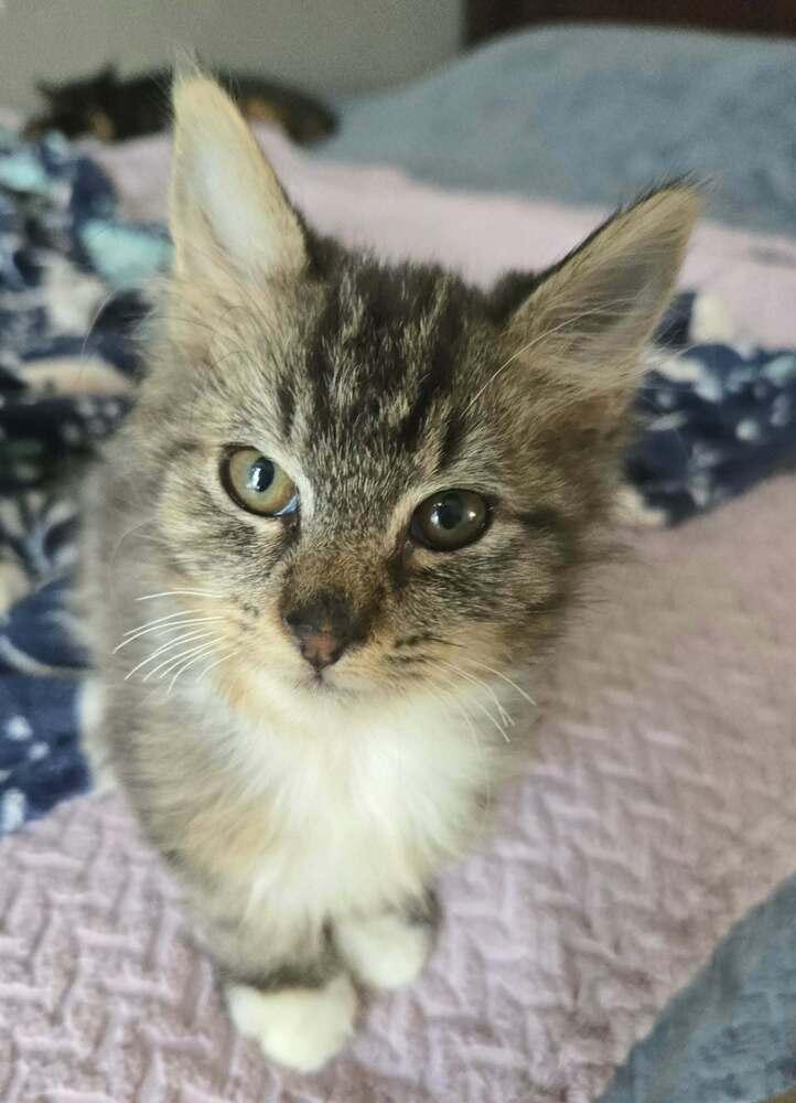 Enlarge Trudy, a Adoptable Domestic Short Hair in Salinas, CA image 6/6