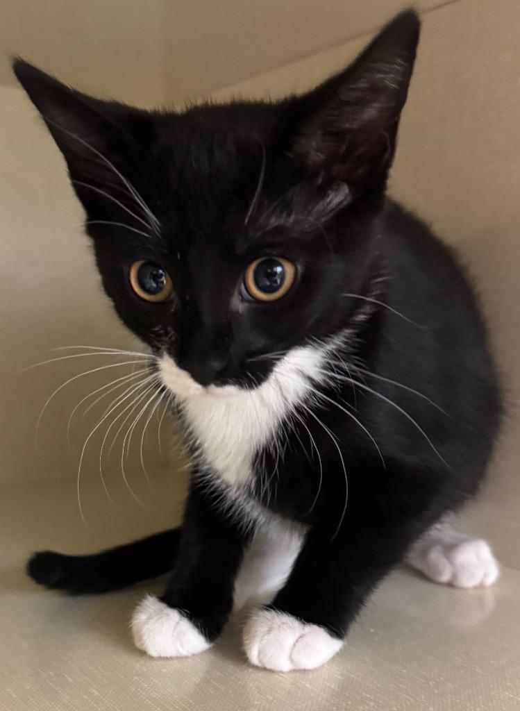 Aniya, Adoptable, Kitten Female Domestic Short Hair.