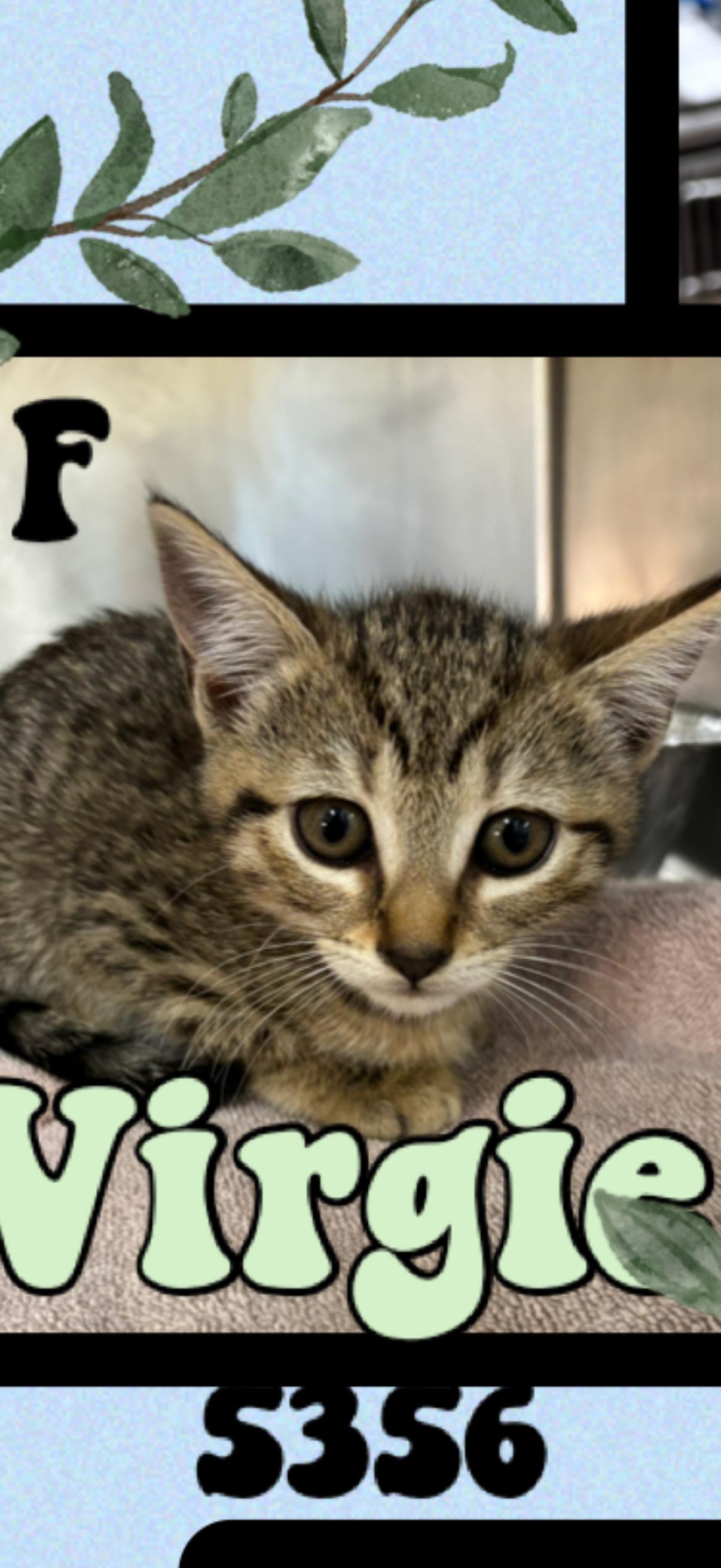 Enlarge Virgie, a ADOPTABLE American Shorthair in Marvin, NC image 1/1