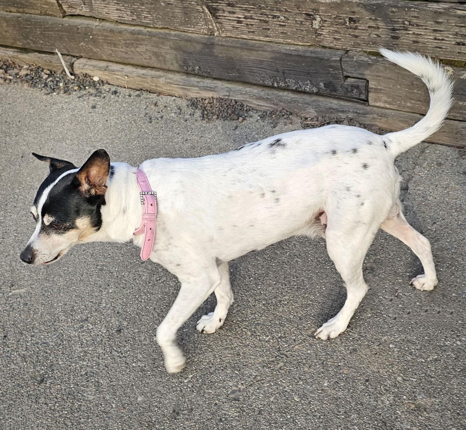 Jax (WA), a Adoptable Rat Terrier in Pullman, WA image 3/3