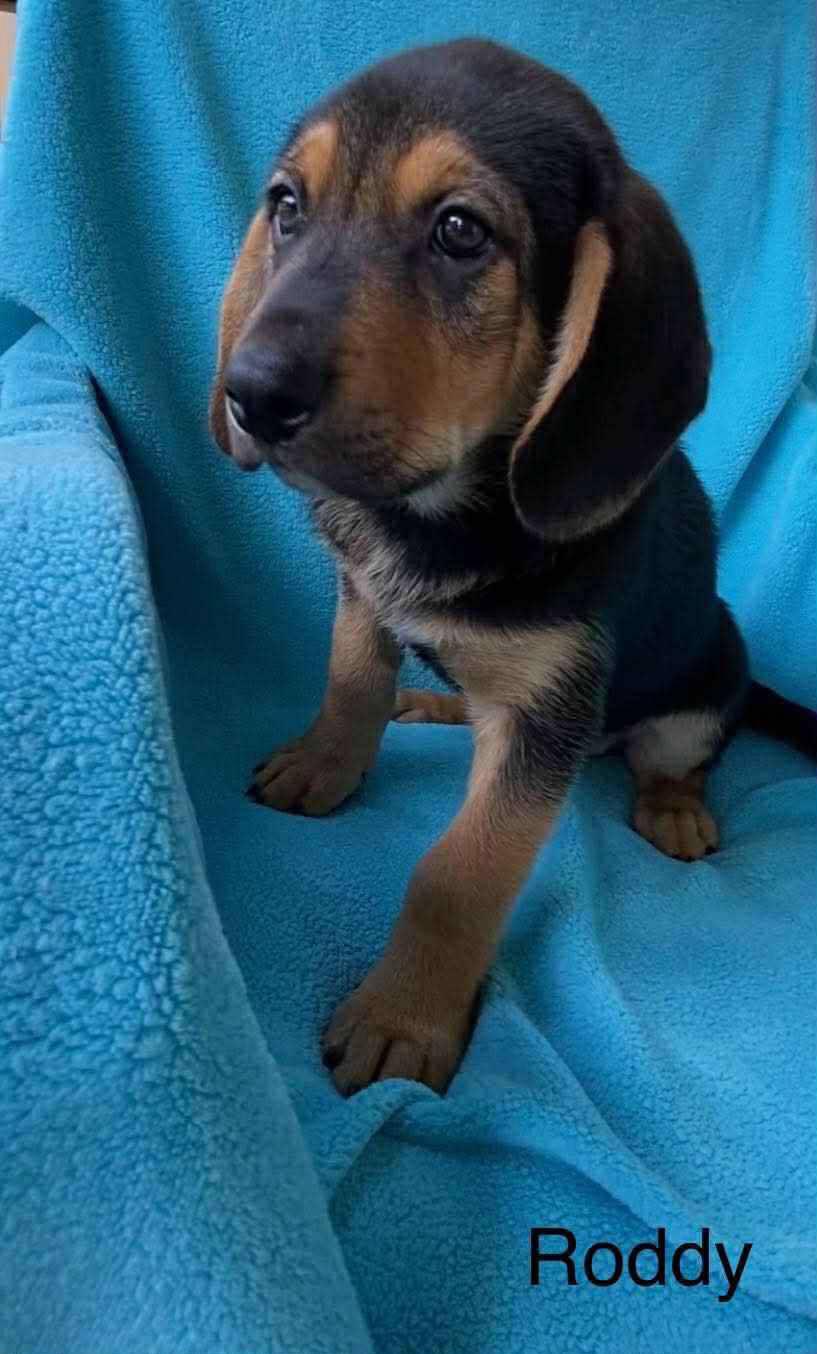 Roddy, Baby Male Labrador Retriever