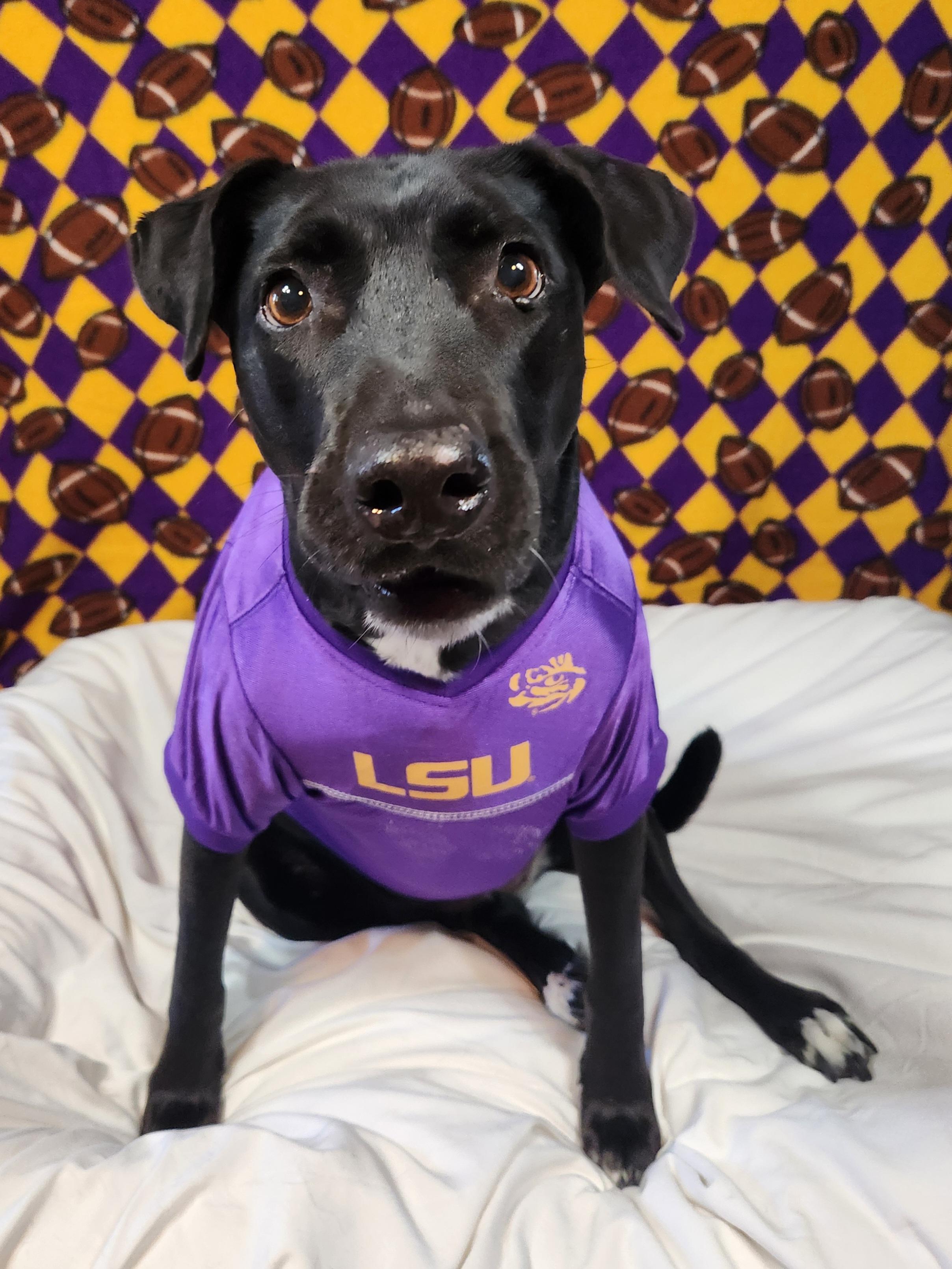 Enlarge Harley, a Adoptable mixed breed in Baton Rouge, LA image 3/4