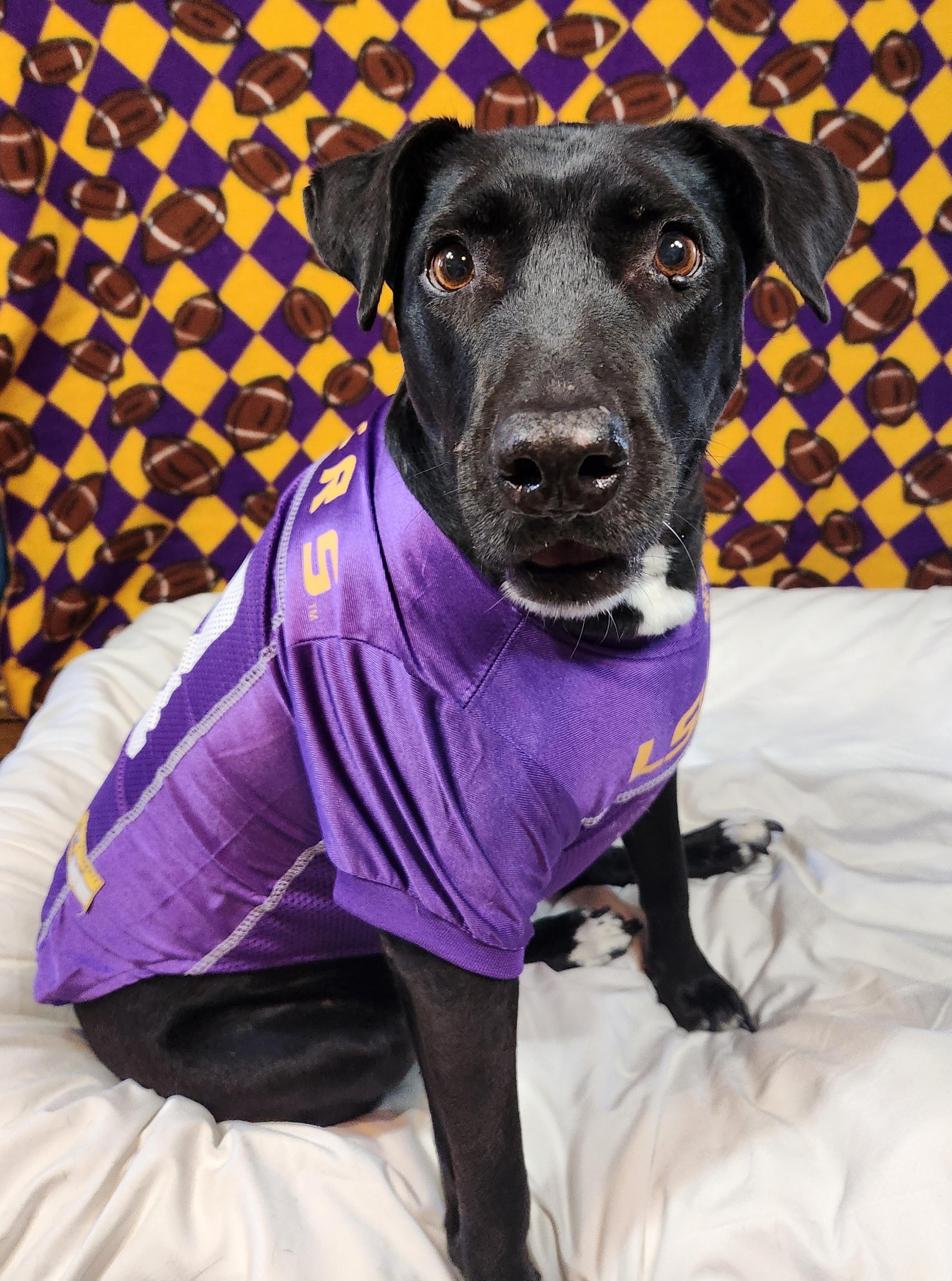 Enlarge Harley, a Adoptable mixed breed in Baton Rouge, LA image 4/4