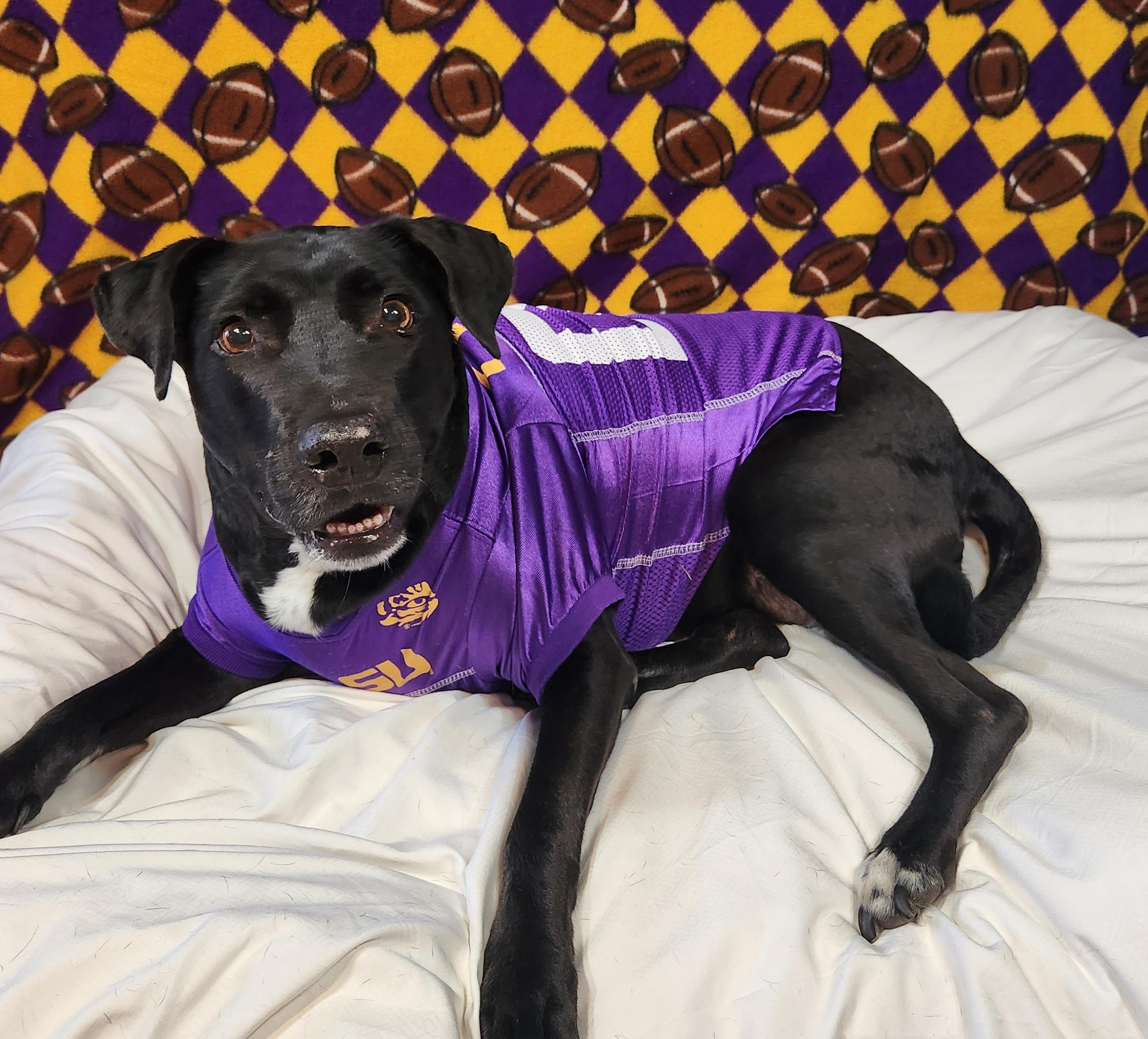 Enlarge Harley, a Adoptable mixed breed in Baton Rouge, LA image 1/4