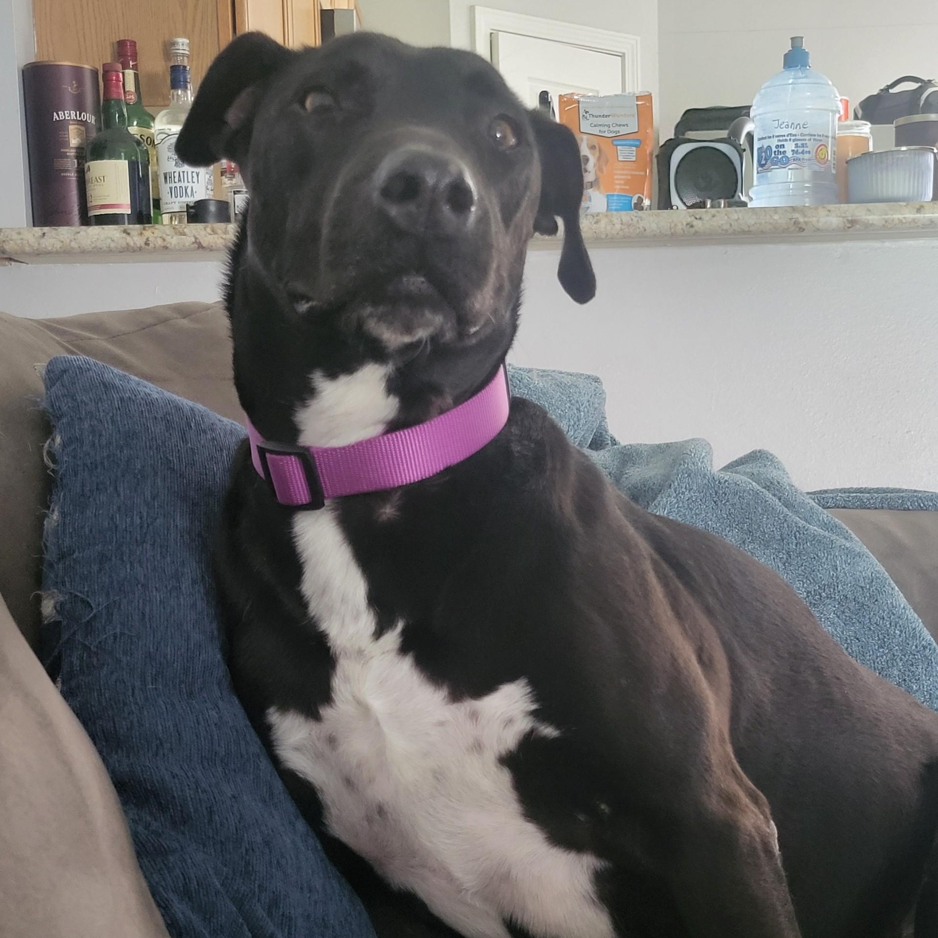 Harley