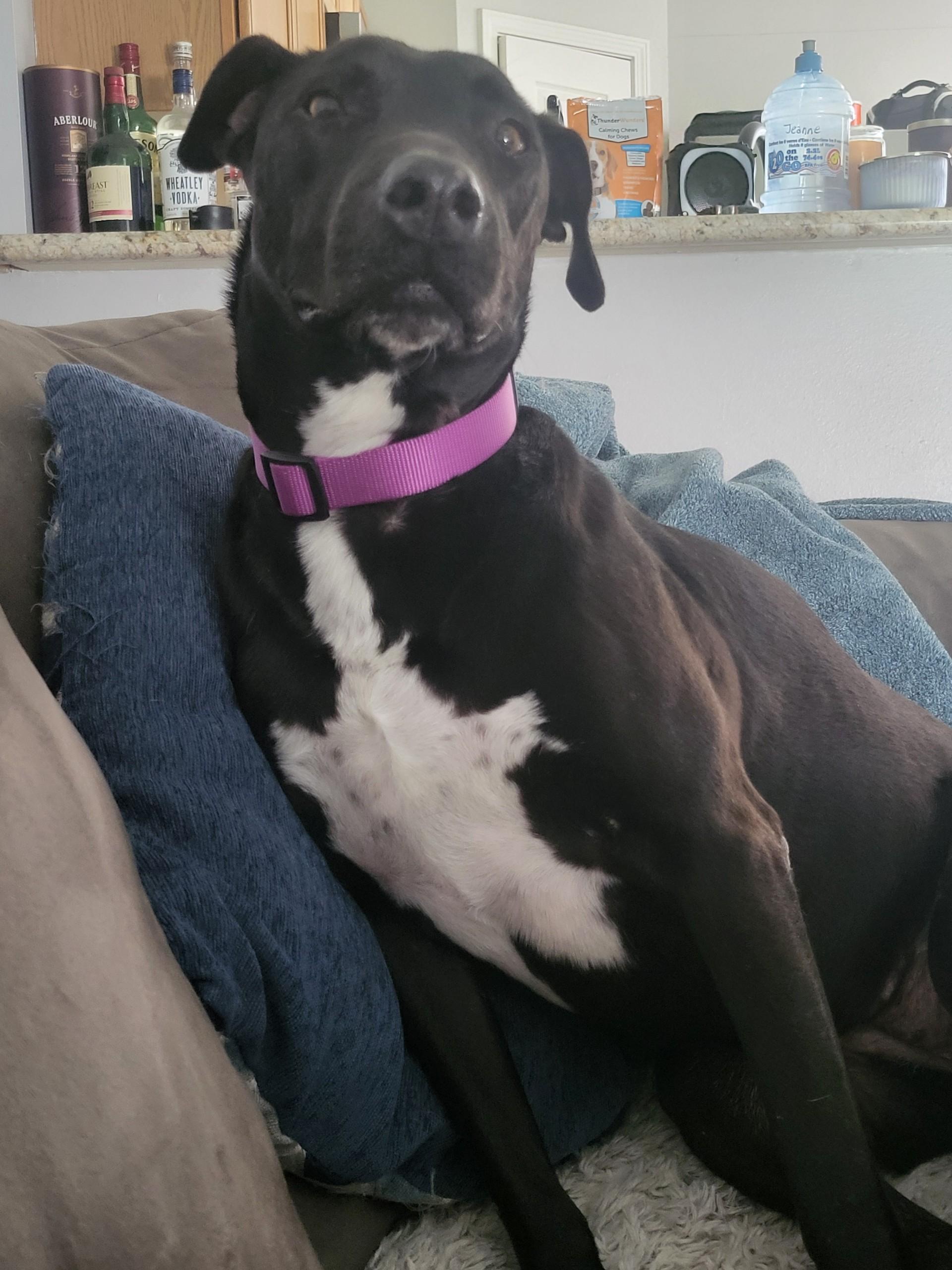 Harley