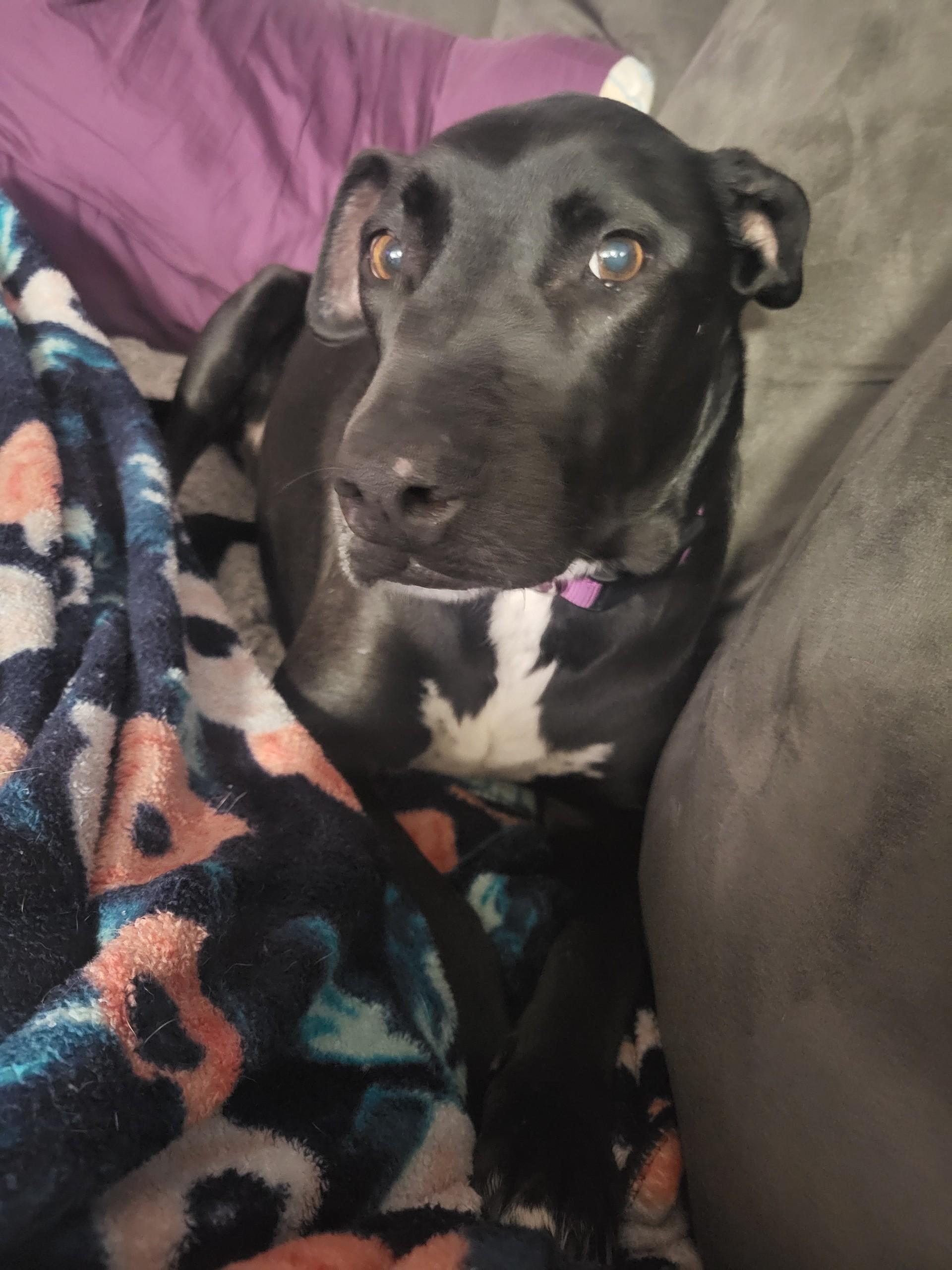Harley
