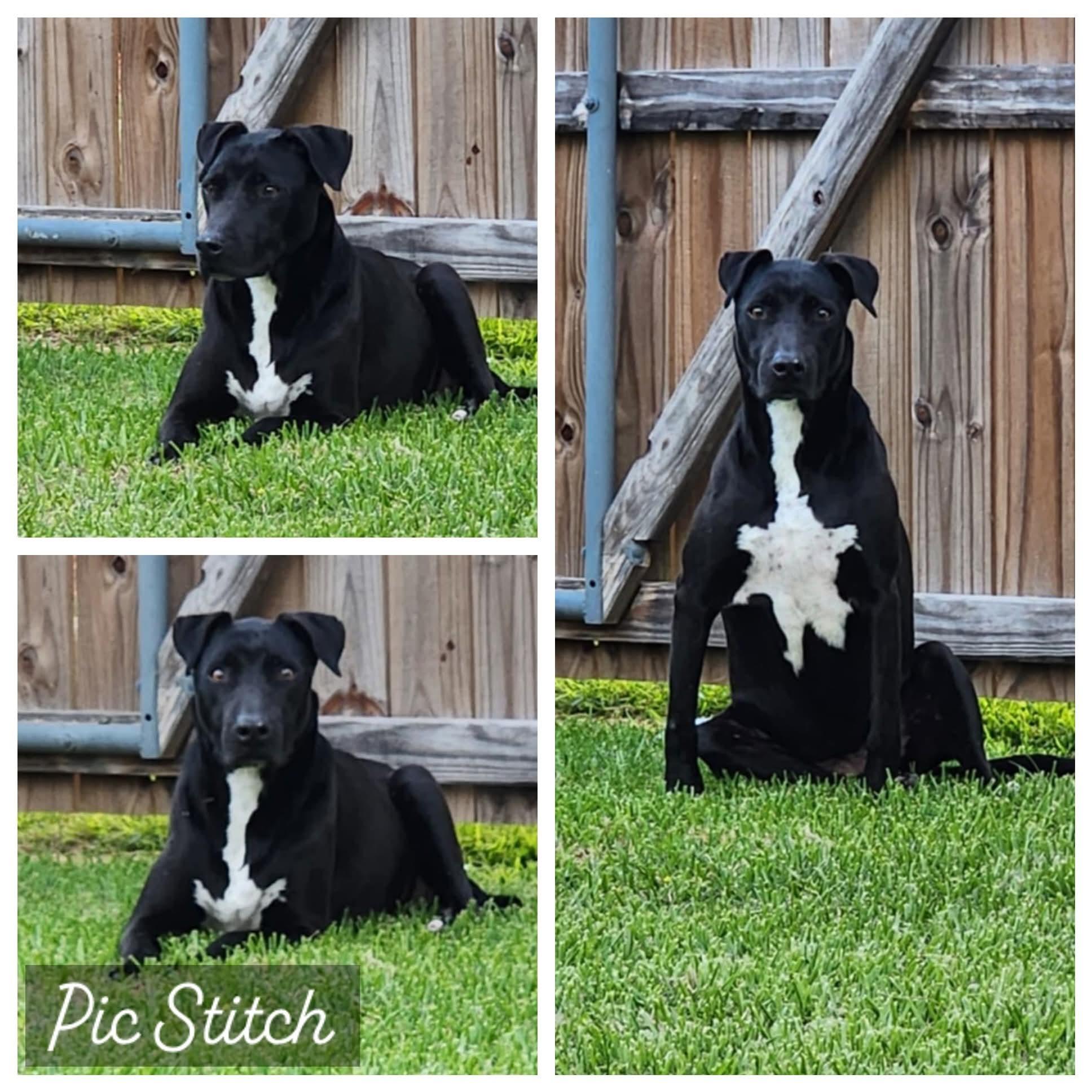 Enlarge Harley, a Adoptable mixed breed in Baton Rouge, LA image 2/4