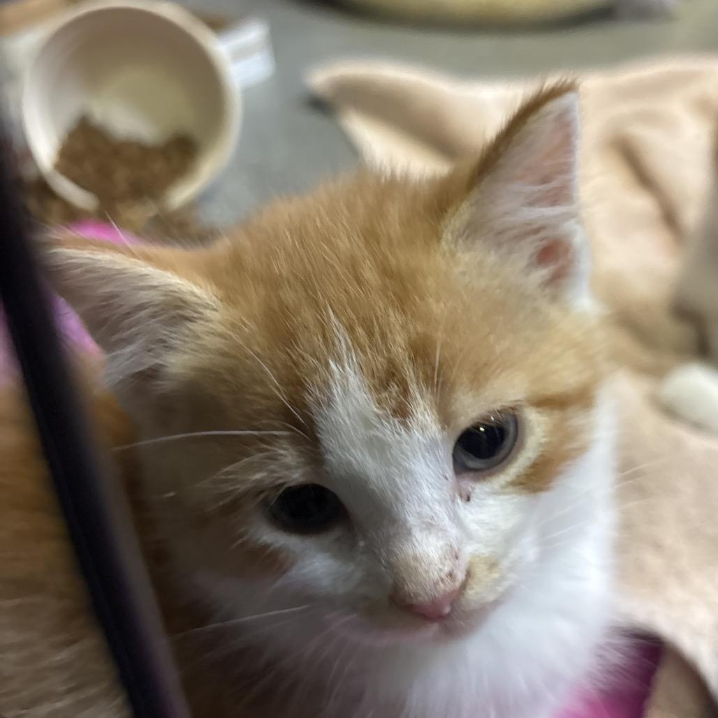 Seraphina, Adoptable, Kitten Female Domestic Medium Hair.