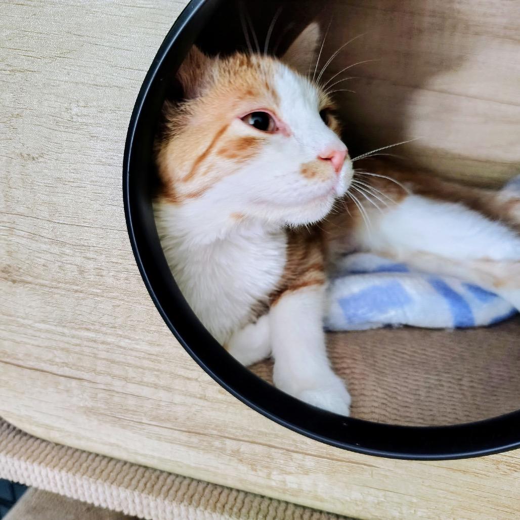 Seraphina, a Adoptable Domestic Medium Hair in Mocksville, NC image 2/3