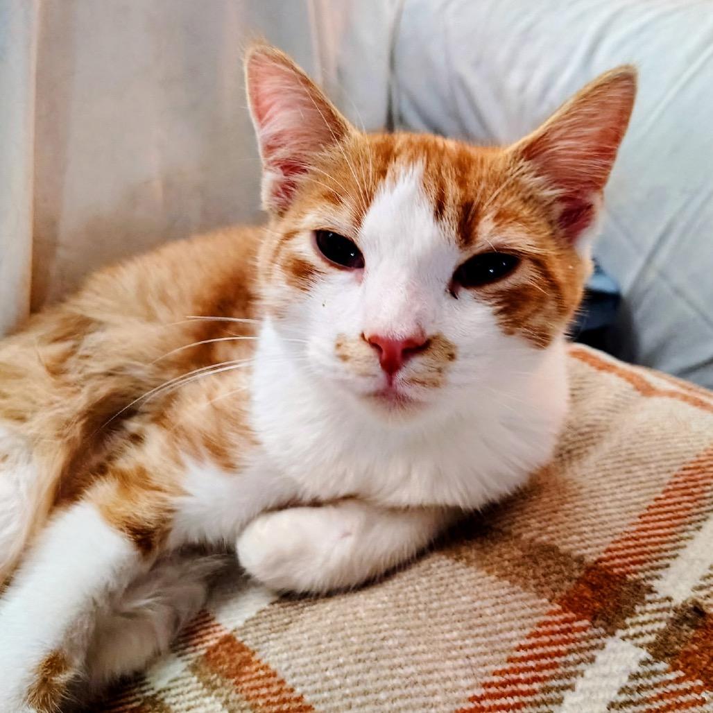 Seraphina, a Adoptable Domestic Medium Hair in Mocksville, NC image 3/3