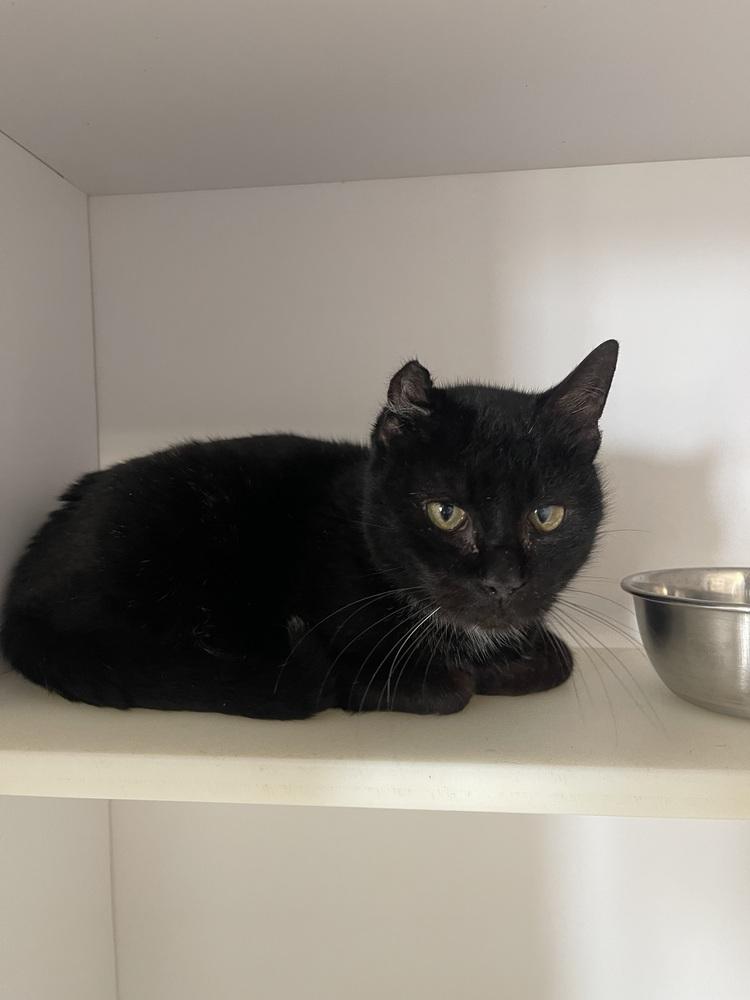 Enlarge Toketee, a Adoptable Domestic Short Hair in Bolivar, MO image 1/1