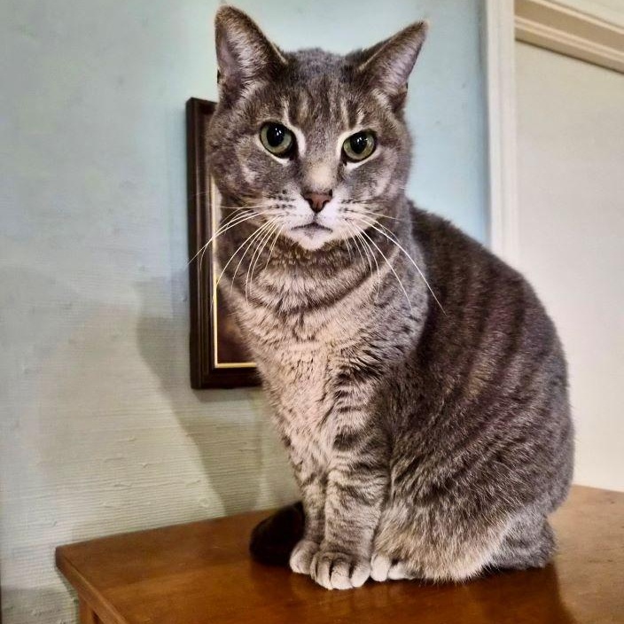 Sterling, adoptable, Adult Female Tabby & Domestic Short Hair.
