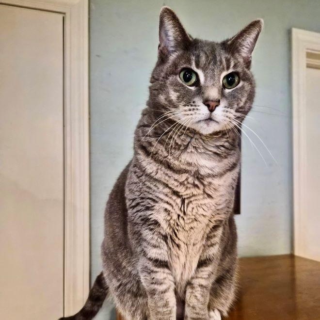 Sterling, an adoptable mixed breed in Tulsa, OK image 5/5