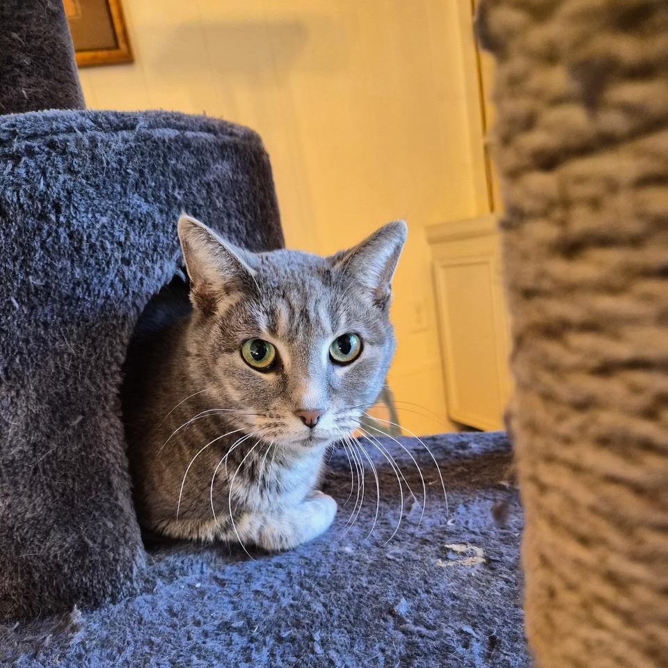 Sterling, an adoptable mixed breed in Tulsa, OK image 4/5