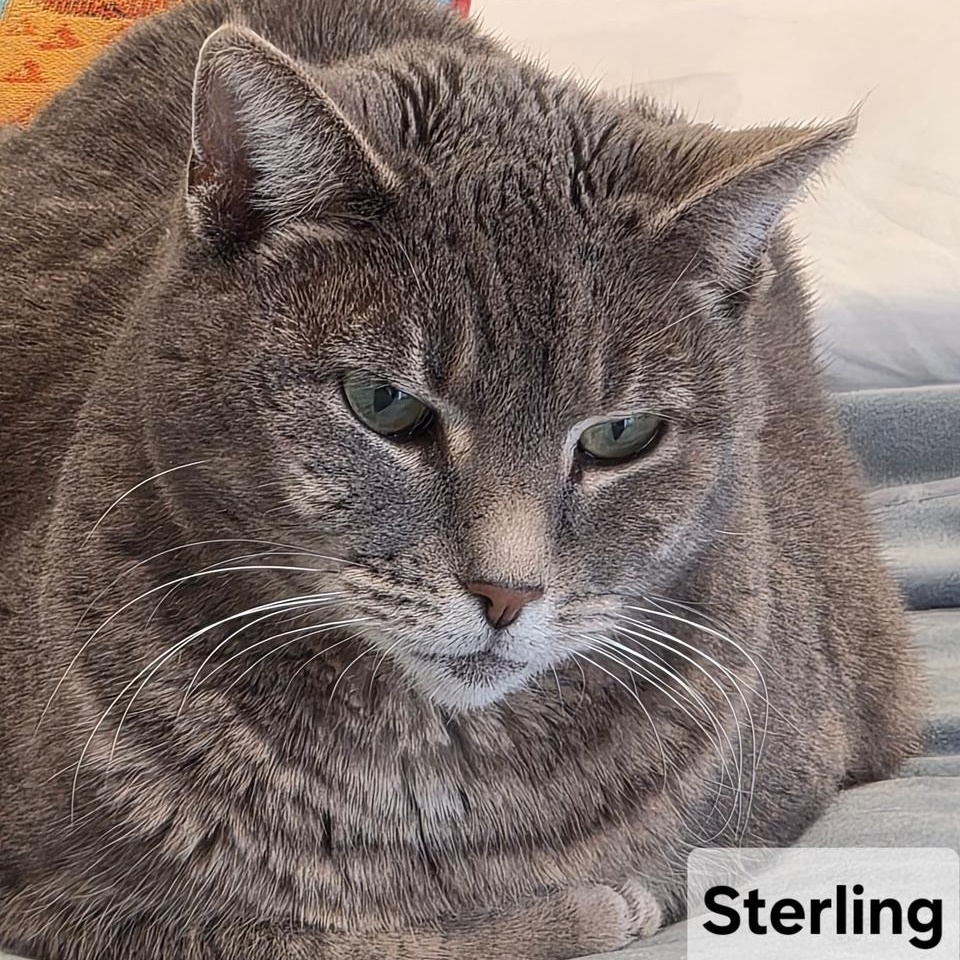 Sterling, an adoptable mixed breed in Tulsa, OK image 3/5