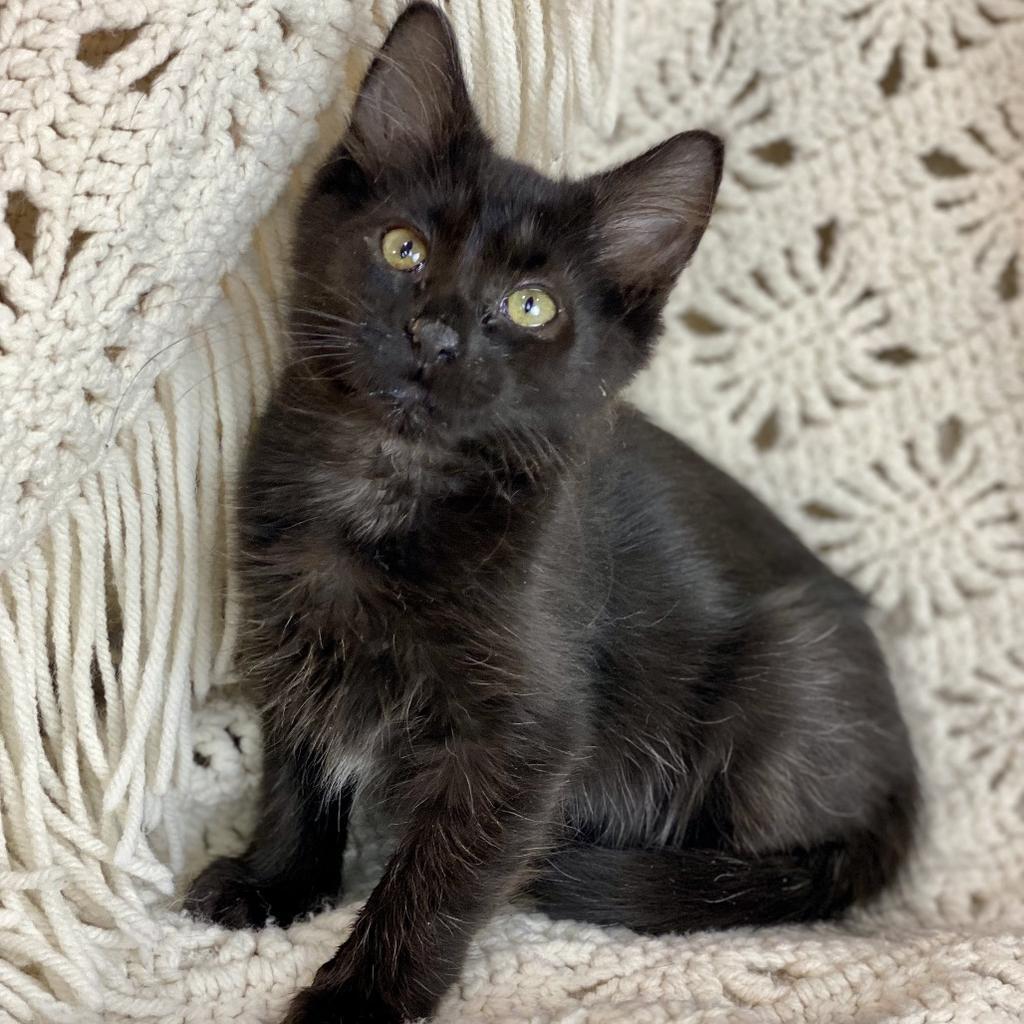 Enlarge Elowen, a Adoptable mixed breed in Decorah, IA image 1/1