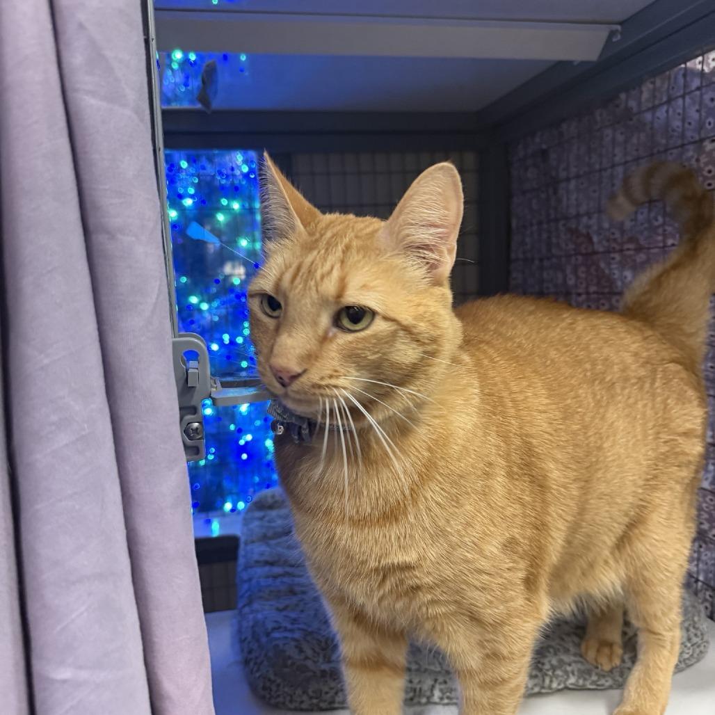 Enlarge Zero FKA Sol, a Adoptable Domestic Short Hair in Colorado Springs, CO image 1/5