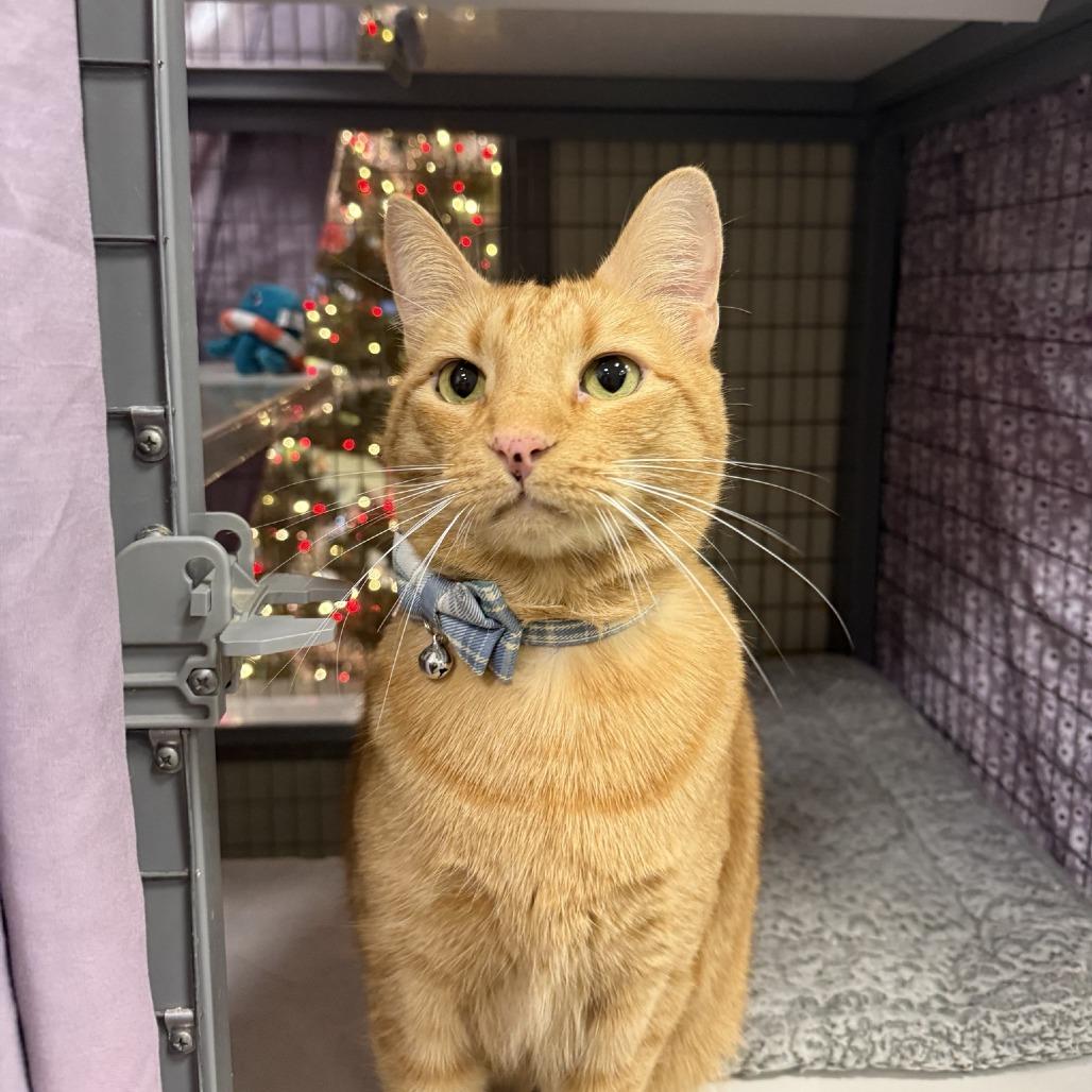 Enlarge Zero FKA Sol, a Adoptable Domestic Short Hair in Colorado Springs, CO image 2/5