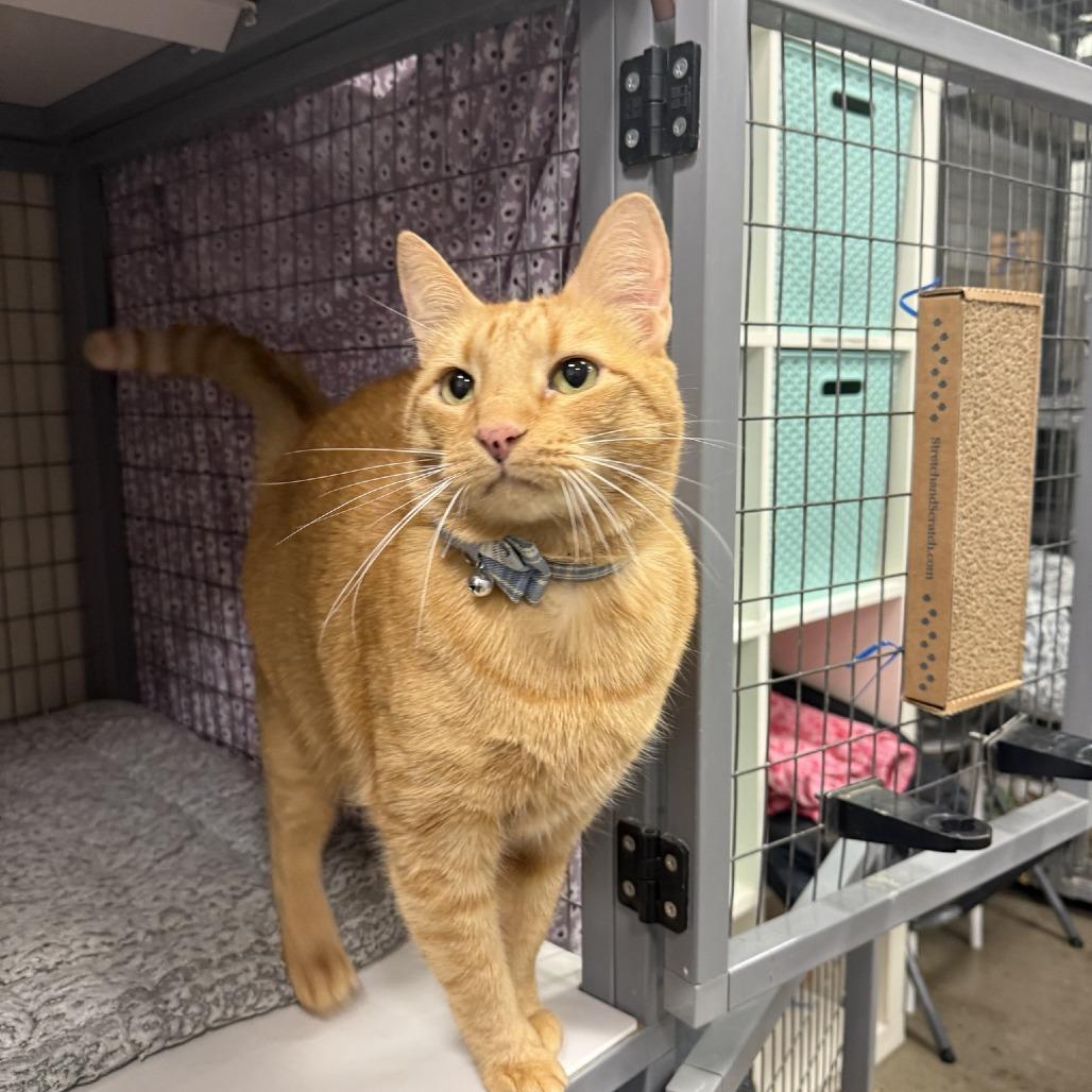 Enlarge Zero FKA Sol, a Adoptable Domestic Short Hair in Colorado Springs, CO image 3/5