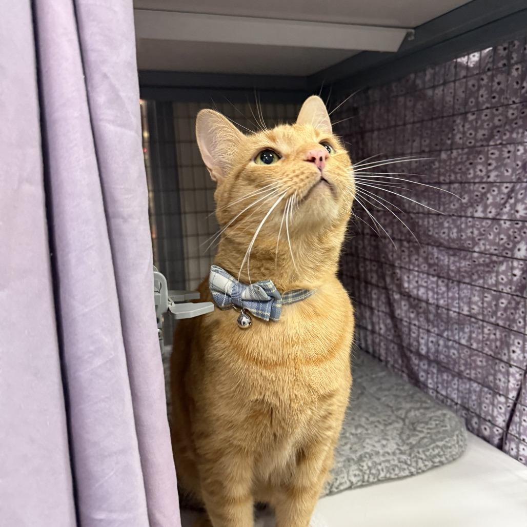 Enlarge Zero FKA Sol, a Adoptable Domestic Short Hair in Colorado Springs, CO image 4/5