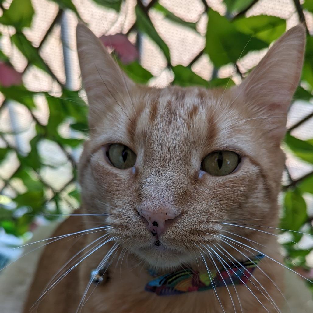 Enlarge Zero FKA Sol, a Adoptable Domestic Short Hair in Colorado Springs, CO image 5/5