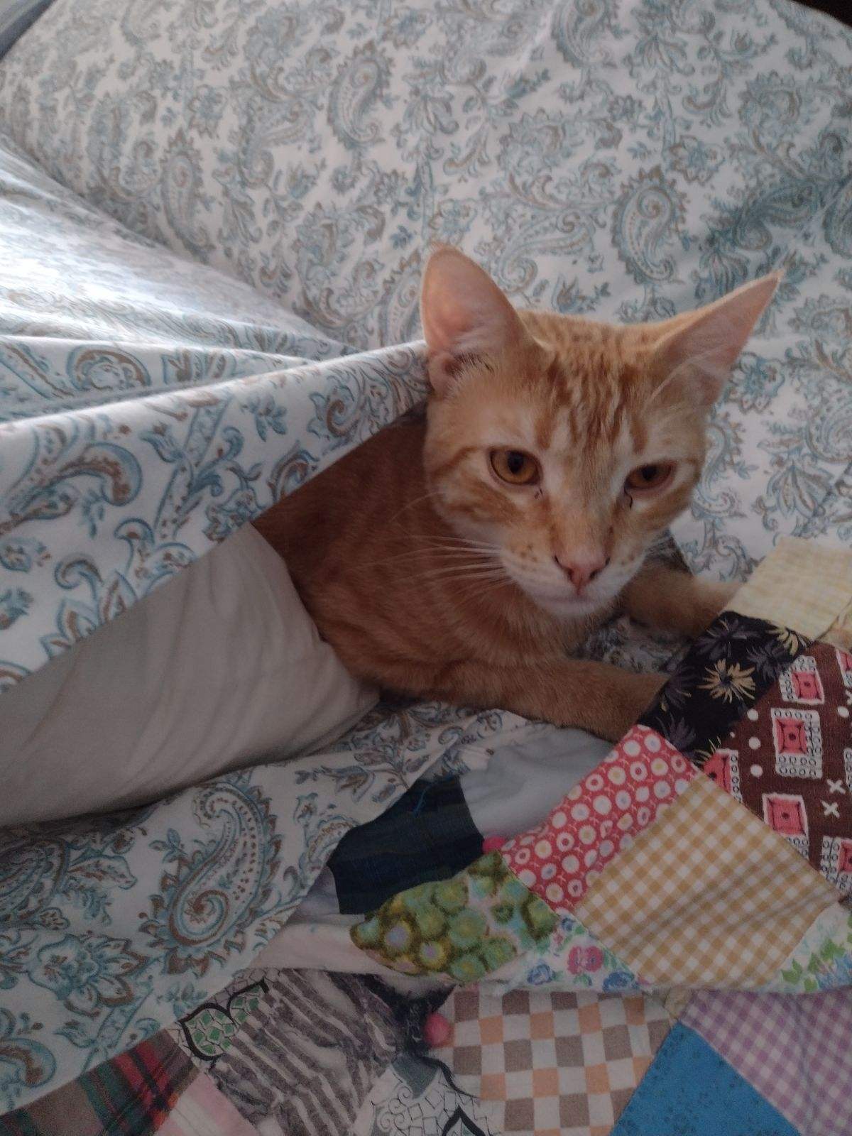 Bowie, Adoptable, Adult Male Domestic Short Hair.