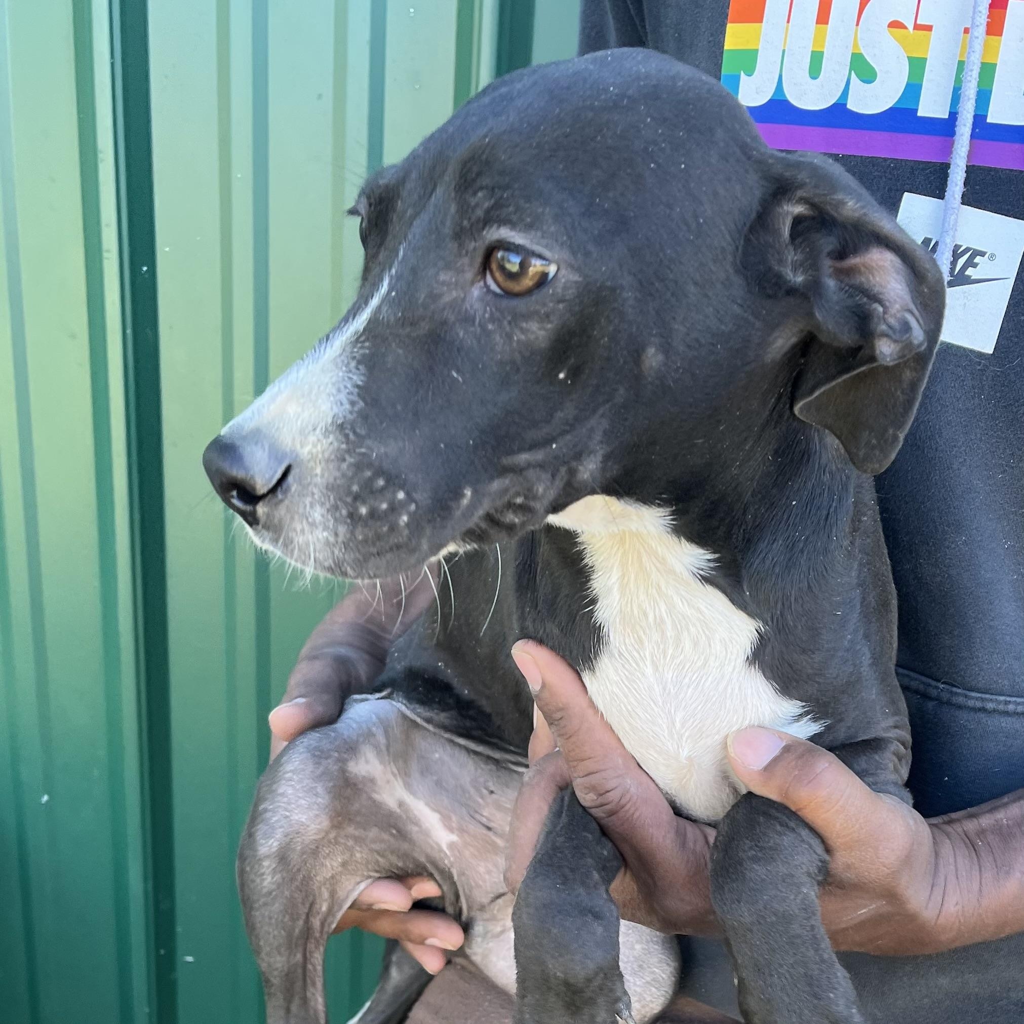 Ranger - Local Dec 19-21, a Adoptable mixed breed in Happy Valley , OR image 4/4