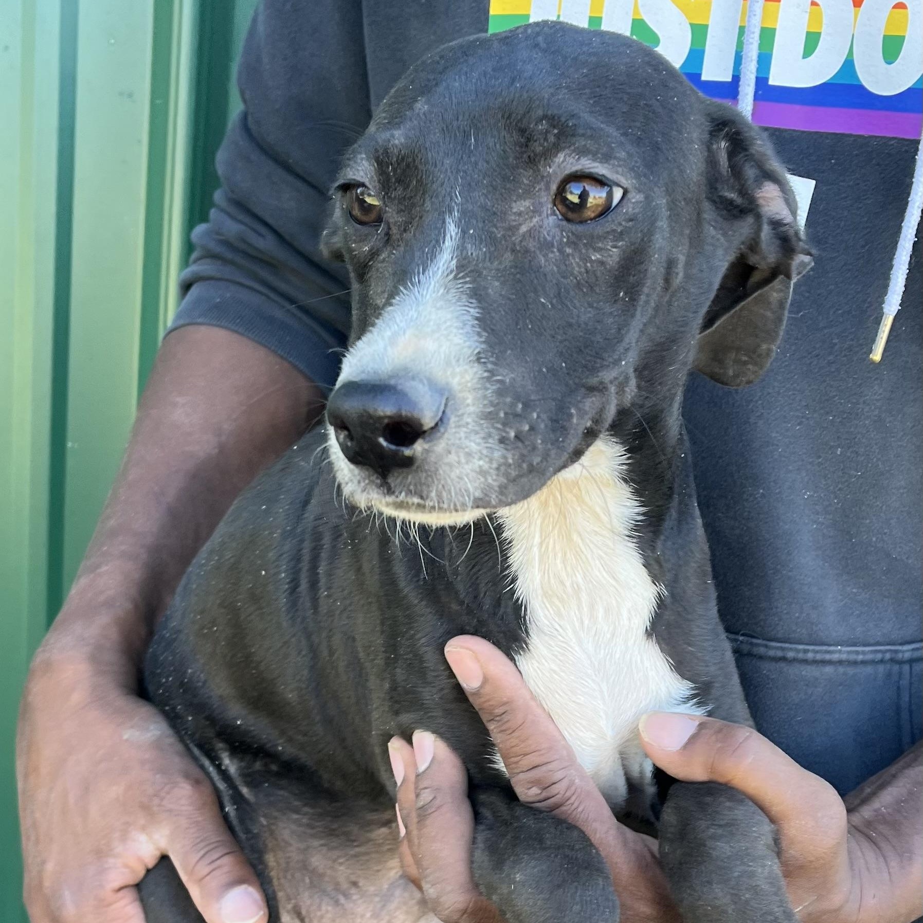 Ranger - Local Dec 19-21, a Adoptable mixed breed in Happy Valley , OR image 3/4