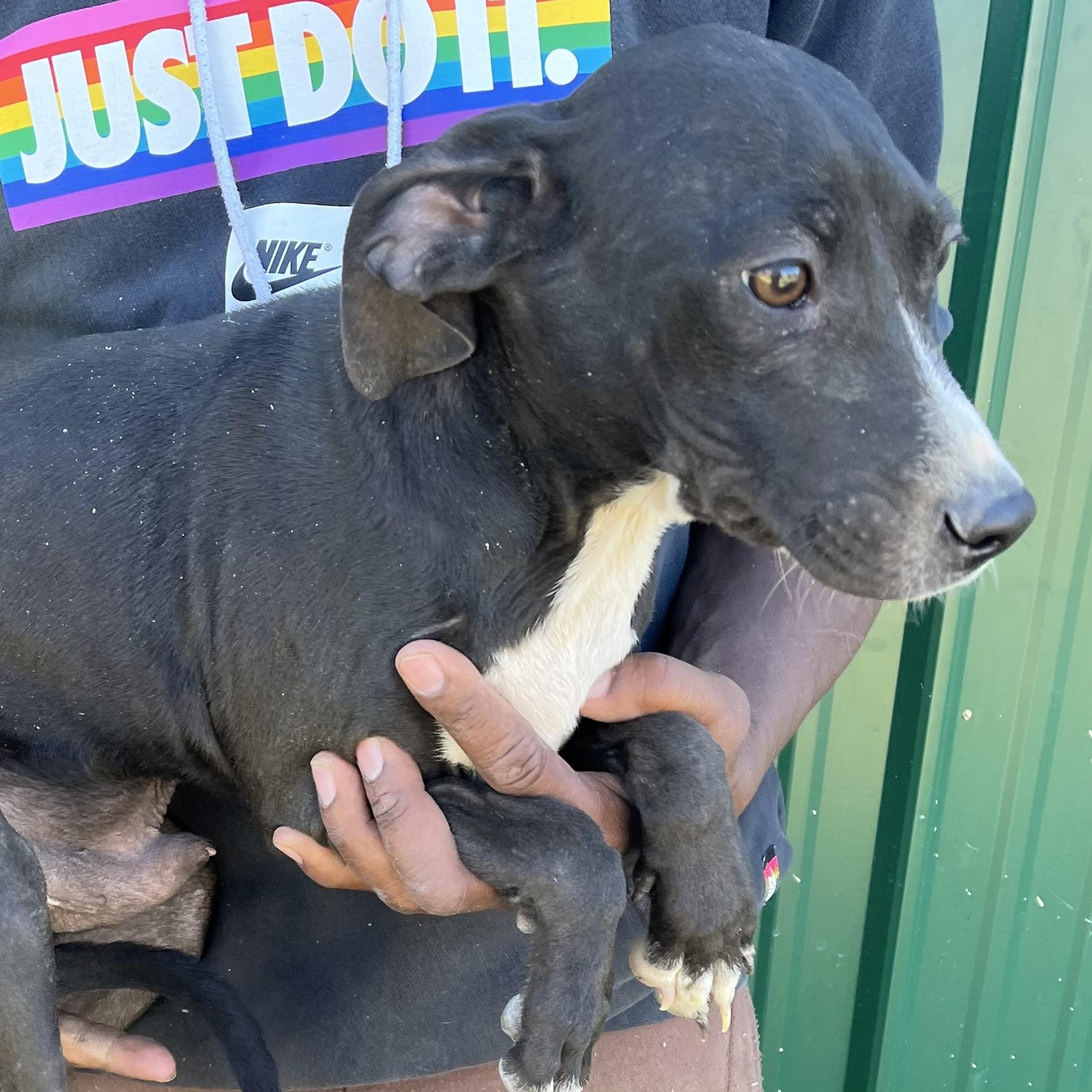 Ranger - Local Dec 19-21, a Adoptable mixed breed in Happy Valley , OR image 2/4