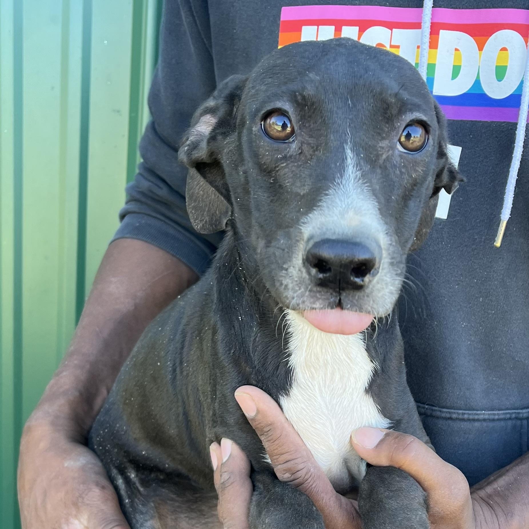 Ranger - Local Dec 19-21, Adoptable, Puppy Male Rat Terrier.