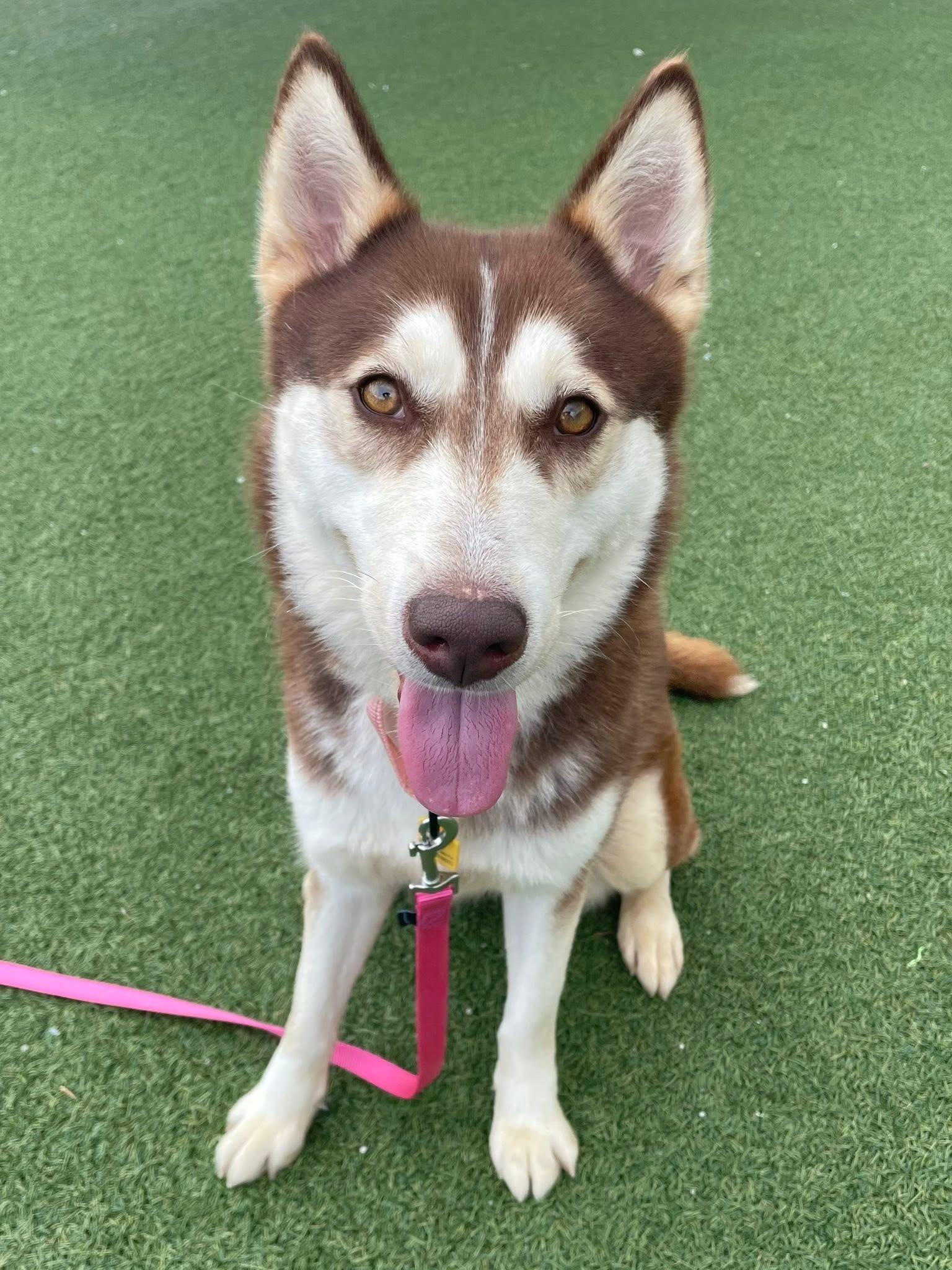 Harley, adopted, Young Female Siberian Husky.