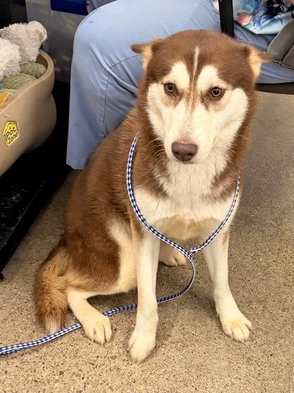 Enlarge Harley, an adopted mixed breed in Cleveland, OH image 2/3