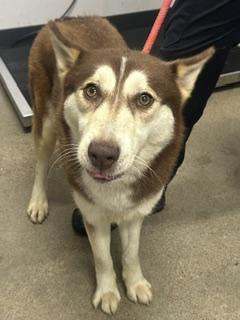 Enlarge Harley, an adopted mixed breed in Cleveland, OH image 3/3