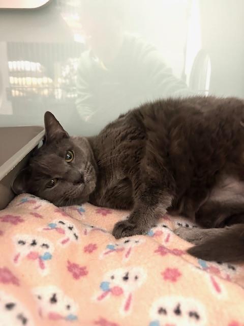 Miss Ellie*** Senior Cat***, Adoptable, Senior Female Domestic Short Hair.