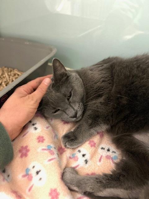 Miss Ellie*** Senior Cat***, a Adoptable Domestic Short Hair in Muskegon, MI image 2/3