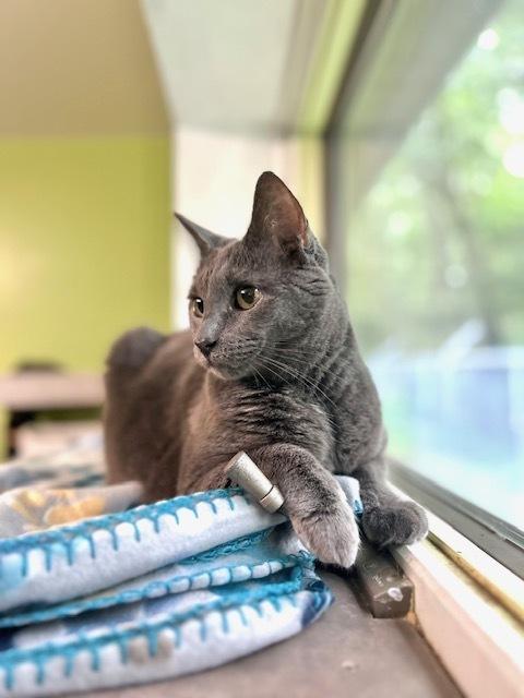 Miss Ellie (Senior Cat) *@ Whisker Room Cafe*, a Adoptable Domestic Short Hair in Muskegon, MI image 3/4