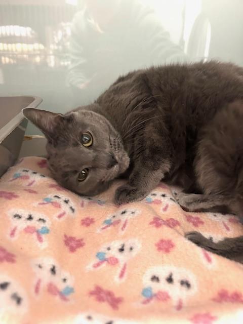 Miss Ellie*** Senior Cat***, a Adoptable Domestic Short Hair in Muskegon, MI image 3/3