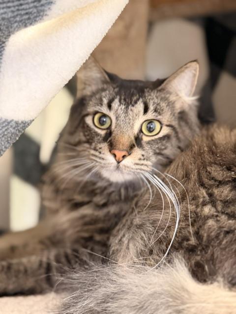 Neeco, a ADOPTABLE Domestic Long Hair in Douglas, MI image 2/5