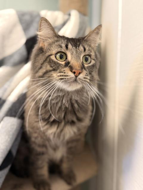 Neeco, a ADOPTABLE Domestic Long Hair in Douglas, MI image 3/5