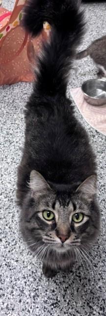Neeco, a ADOPTABLE Domestic Long Hair in Douglas, MI image 5/5