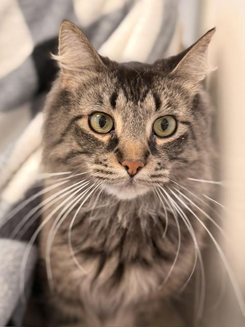 Neeco, a ADOPTABLE Domestic Long Hair in Douglas, MI image 4/5